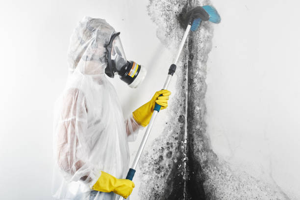 Best Black Mold Removal  in USA